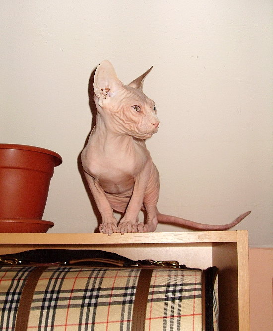 Zdařilá siluetka